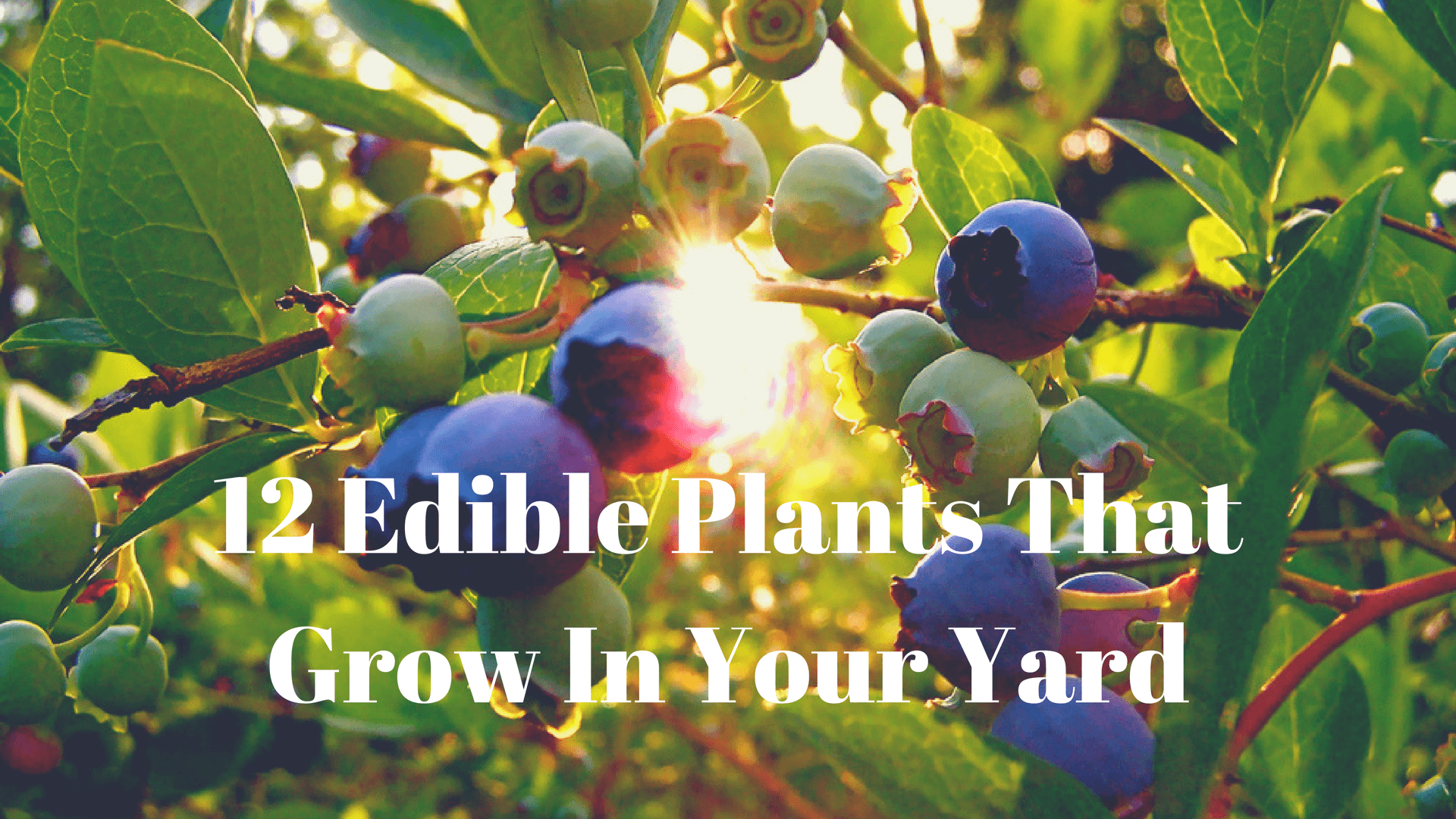 12 Edible Plants That Grow In Your Yard