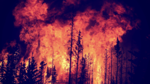 Surviving a Forest Fire