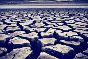 Surviving A Drought
