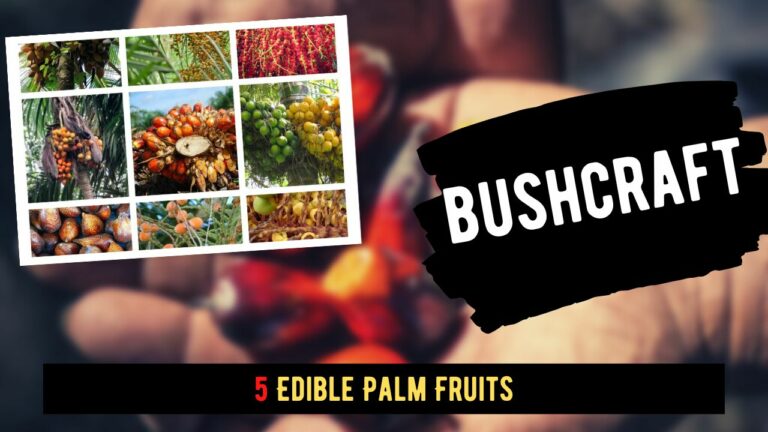 5 Edible Palm Fruits