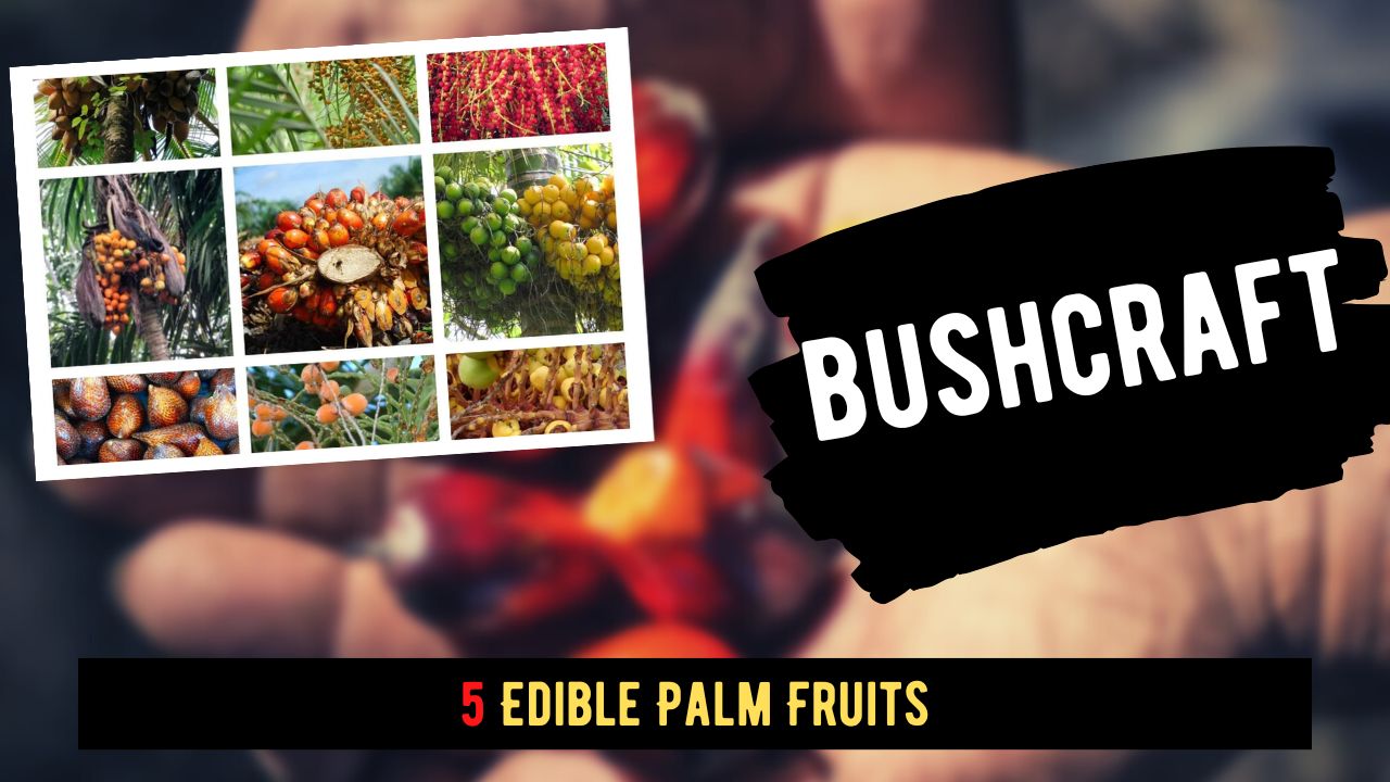 5 Edible Palm Fruits: You Can Eat These Fruits From Palm Trees ...