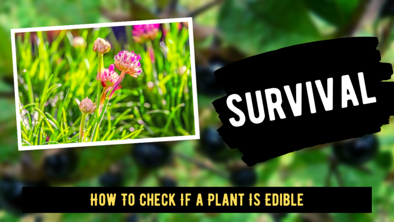 How To Check If a Plant Is Edible