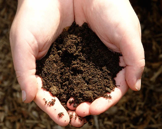 Strange But True: Can Eating Dirt Help You Survive?