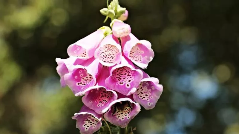 The red foxglove is highly toxic
